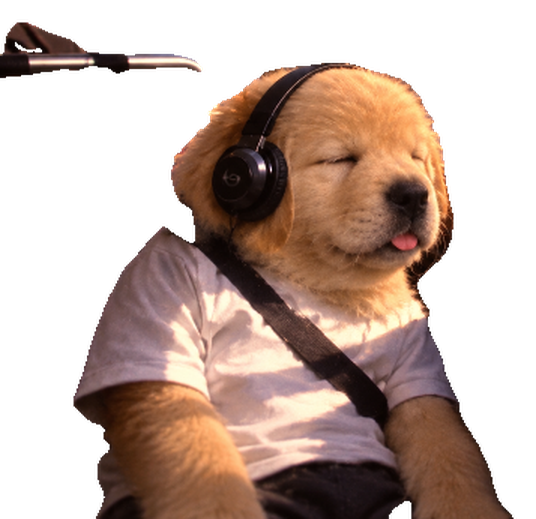 Golden puppy in a white T-shirt and seatbelt, eyes closed and tongue out, wearing black headphones